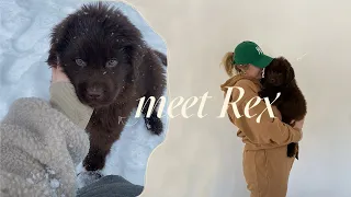 VLOG: picking up our 10 week old newfoundland puppy + touring a house!