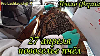 Новоселье пчел, вторая семья, 27 апреля / Пчело ферма 🐝 Honey