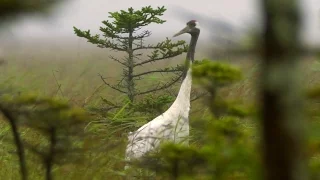 Японский журавль (Grus japonensis) - Red-crowned Crane | Film Studio Aves