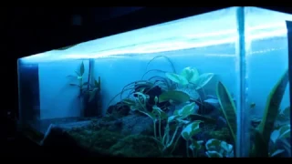 Skink Tank LED Test (With Music)