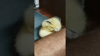 Duckling Sleeping