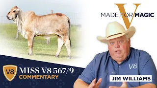 Lot 6 Comments - Miss V8 567/9 Brahman Heifer from Made for Magic V Online Sale