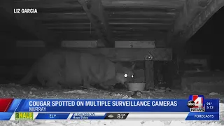 Rare cougar sighting captured on multiple Murray surveillance cameras (5 p.m.)