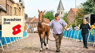 Trekpaarden en BWP op Jaarmarkt Sint-Pauwels #shorts #trekpaard #paard #horse #drafthorse #trait