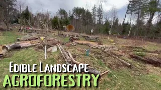 Cultivating Ramps in the Forest Garden: Edible Landscapes & Community-Scale Agroforestry