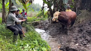 PENGAMBILAN SAPI MELEWATI JALUR EXTRIM MENUJU PASAR AMBARAWA 🔥