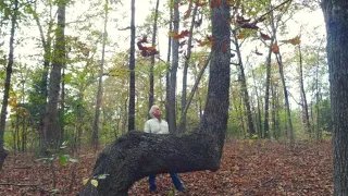 If You Find A Bent Tree In The Forest, You May Have Just Stumbled Upon A Centuries Old Secret