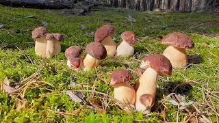 WHO ELSE NEEDS PORCINI MUSHROOMS? I Collect and Distribute Fresh Mushrooms. Mushroom picking 2022