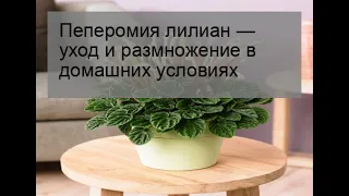 Пеперомия лилиан — уход и размножение в домашних условиях