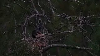 Australasian Darter nest C0445 17 Apr 2024 nest