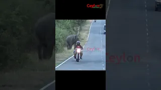 tusker attacking  to bike on the road #attack #srilanka #elephant