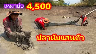 เหมาบ่อ 4,500บาท อลังการ ปลานับแสนตัว | Ep.161