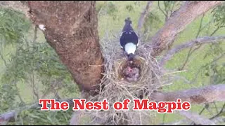 The nest of magpie-Complete Morel Story for Kids 2020