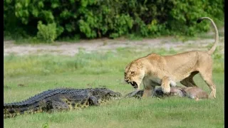 Crocodiles vs lions, video compilation & interaction analysis