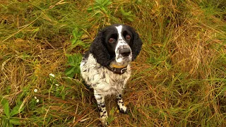 EVERYONE WANTS A GOOD DOG! Russian hunting spaniel. Puppy education.