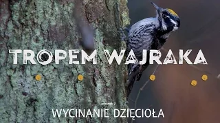 Tropem Wajraka - Wycinanie dzięcioła / Cutting down the woodpecker