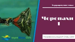 Красноухие и желтоухие водные черепахи. Часть 1. Выбор акватеррариума