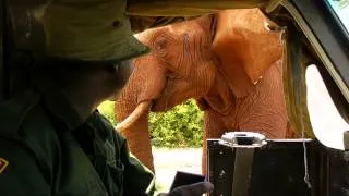 EMILY AND THE EX-ORPHANS VISIT AFTER MONTHS IN THE WILD | Sheldrick Trust