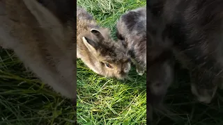 Treats for good rabbits