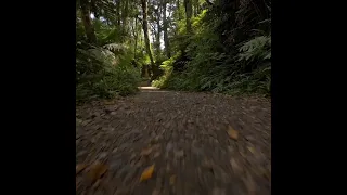 The Hidden Life of Trees🤫🤫🤫,What they Feel,How They Communicate,#shorts