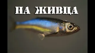 На живца (кораблик)