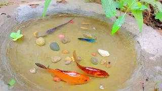 Catch Unique Little Frogs | Catching And Finding A Lot Of Beautiful Baby Koi Fish, Angel Fish#12