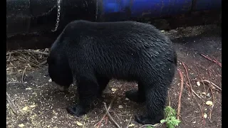 HUNTER BAGS LARGE MANITOBA BLACK BEAR