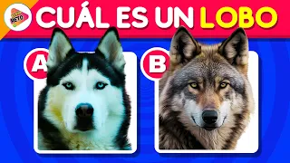 Adivina el Animal Correcto🐺🐶🧐 | Test de Animales | Trivia-Reto✅