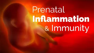 Prenatal Inflammation Shapes Postnatal Immune Function by Reprogramming Fetal Hematopoiesis