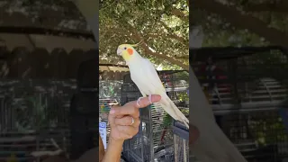 Daddy and the cockatoo "I'm a pretty bird"