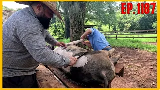 matança do porco família Gaio