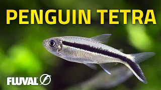 Species Spotlight | Penguin Tetra