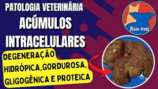 Acúmulos intracelulares (degenerações) - Patologia veterinária