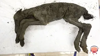 40.000 Jahre altes Fohlen im Permafrost gefunden!