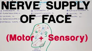 Nerve Supply of Face | Anatomy | Head & Neck