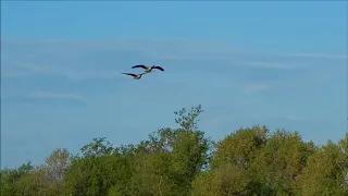 Geese Landing on Lake