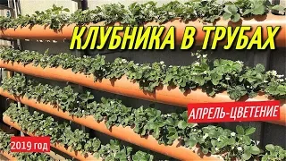 КЛУБНИКА В ТРУБАХ/Весна-цветение клубники в грядках из трубы.