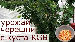 Урожай черешни с куста KGB