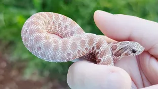 Unboxing Two Baby Hognoses From Miracle Reptile!