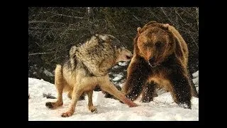 Nat Geo Wild - Grizzly Bears vs Wolves 🦁 Bear Fights Wolf   Grizzly Cauldron
