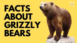 FACTS ABOUT GRIZZLY BEARS 🐻 2022 | Pets and Us