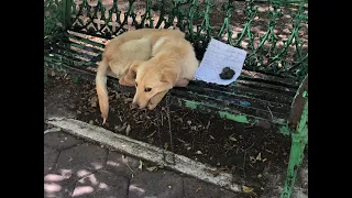 Люди заметили собаку. Рядом с ней лежала записка, прочитав которую, они не смогли сдержать слёз.