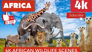 African Safari Wildlife 4K - Relaxing Piano Music Nature Adventure