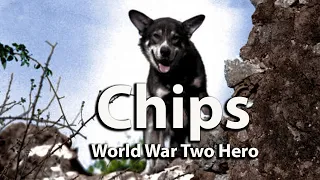 Chips-Decorated Military Working Dog in World War Two