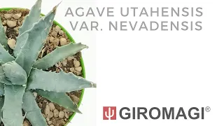 Agave utahensis var. nevadensis