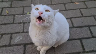 Angry White Cat wants to slap everyone today.