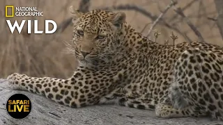 Safari Live - Day 237 | Nat Geo Wild