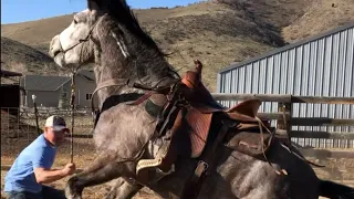 Wild Mustang From Bidding To 1st Ride - Challis Idaho BLM Horse Herd