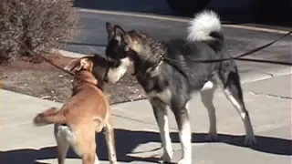 One Great Snark! (slow motion dog to dog meeting)