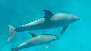 Swimming with wild Dolphins during Dolphin House Tour - Hurghada Egypt